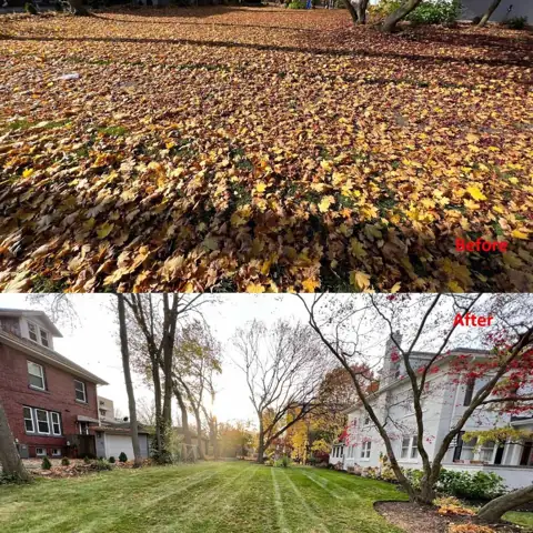 Before-and-after leaf removal from the existing website